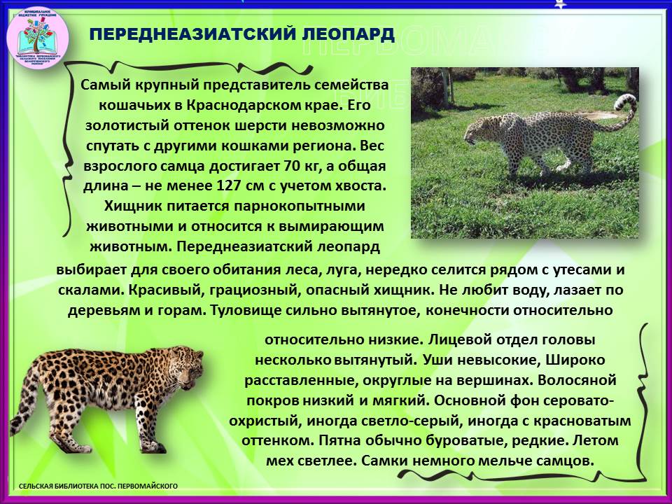Редкие и исчезающие виды животных Краснодарского края» — МБУ Библиотека  Первомайского Сельского Поселения