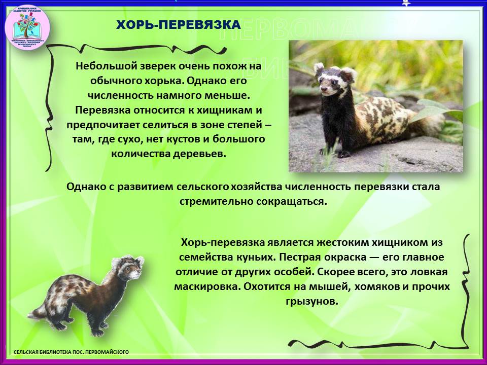 10 самых редких животных России и где их найти — ВыИскали