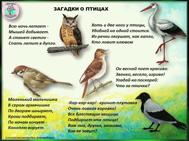 Загадки о природе. Загадки про животных про природу Пензенской области. 3 Загадки про птиц на украинском языке.