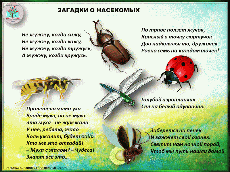 Загадки о природе. Загадки про насекомых для детей 4-5 лет с ответами. Загадки про насекомых без рифмы.