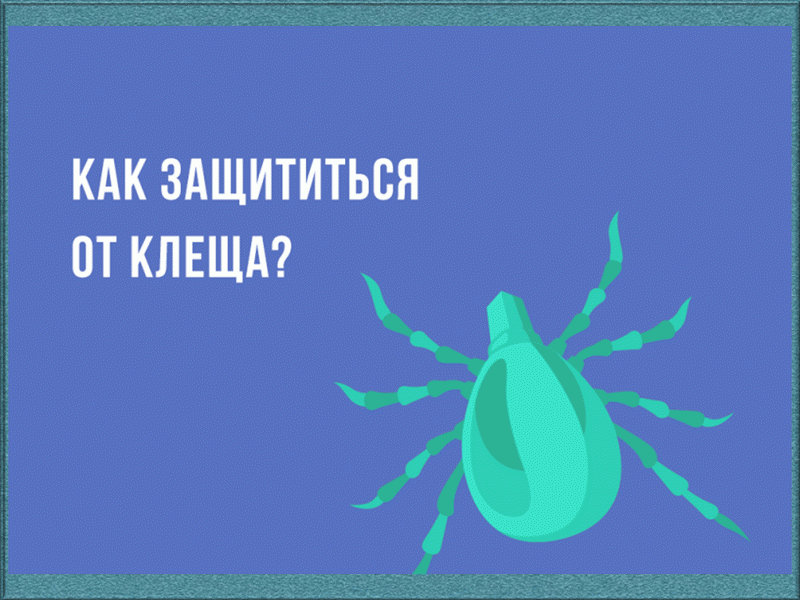 Как защитить кота от клещей весной. Осторожно клещи как защититься.